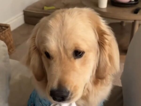 ソファを掃除しようとした女性　見つかったものに「爆笑した！」「それでこそゴールデン」