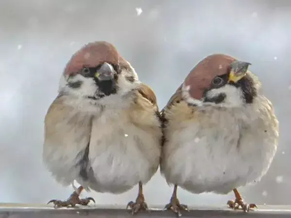 ちらつく雪を見上げて…　しばらく見られない『冬スズメ』が可愛い「見事なもふボール」