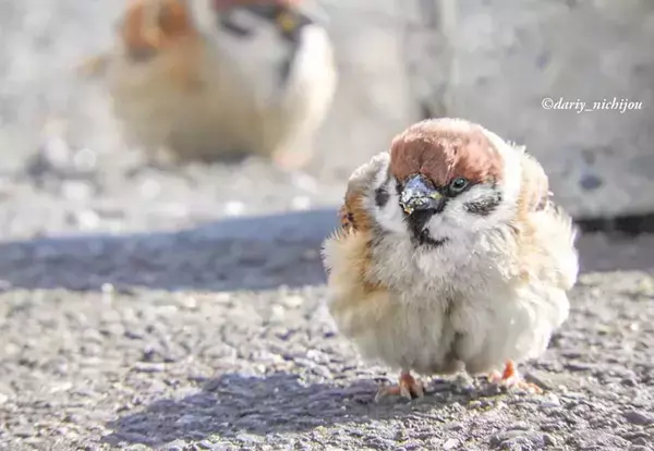 ちらつく雪を見上げて…　しばらく見られない『冬スズメ』が可愛い「見事なもふボール」