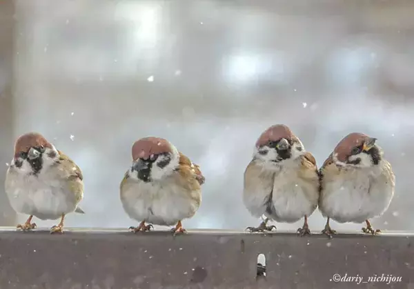 ちらつく雪を見上げて…　しばらく見られない『冬スズメ』が可愛い「見事なもふボール」