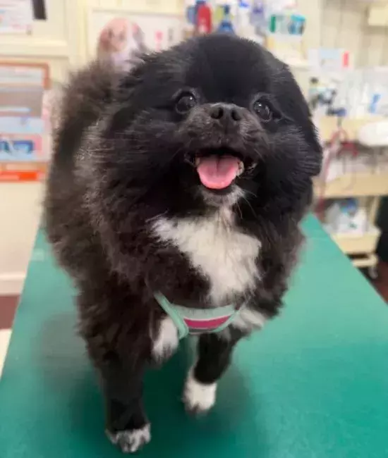 病院の診察台ですべてを察した犬　ビフォーアフターに「そんな顔になるよね」「ビックリ」