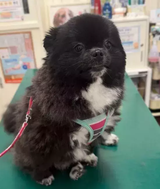 病院の診察台ですべてを察した犬　ビフォーアフターに「そんな顔になるよね」「ビックリ」