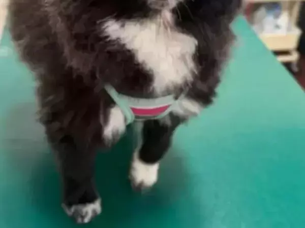 病院の診察台ですべてを察した犬　ビフォーアフターに「そんな顔になるよね」「ビックリ」