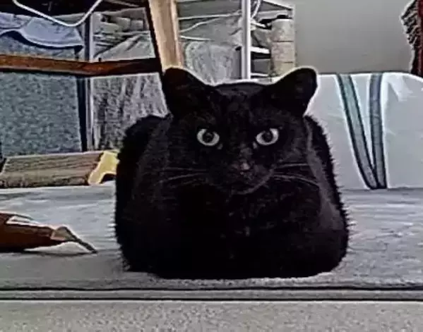 留守番中の映像を確認すると？　愛猫の『別の姿』に「箱そのもの」「にらんでる」