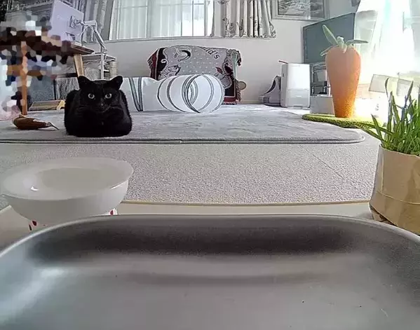 留守番中の映像を確認すると？　愛猫の『別の姿』に「箱そのもの」「にらんでる」