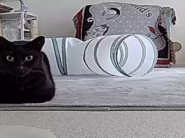 留守番中の映像を確認すると？　愛猫の『別の姿』に「箱そのもの」「にらんでる」