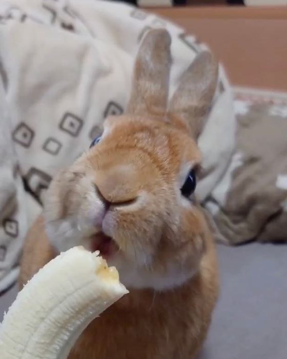 左右の耳が順番に立ち上がる！　バナナの味に脳が追いつかないウサギの表情