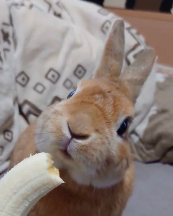 左右の耳が順番に立ち上がる！　バナナの味に脳が追いつかないウサギの表情
