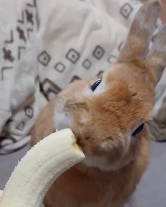 左右の耳が順番に立ち上がる！　バナナの味に脳が追いつかないウサギの表情