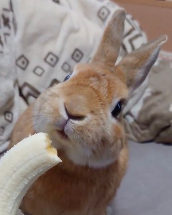 左右の耳が順番に立ち上がる！　バナナの味に脳が追いつかないウサギの表情