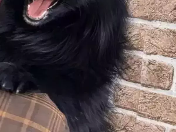 「そこまで嫌がらなくても…」　キスを拒む犬の顔に「別の犬かと思った」「ドンマイすぎる」