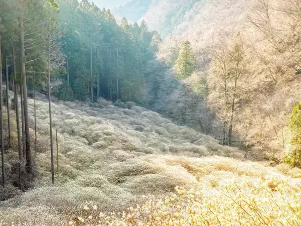 降り注ぐ光に息を呑む…　山の斜面を染め上げる『ミツマタ』に感嘆の声