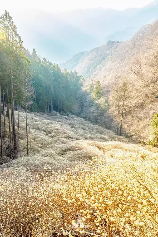 降り注ぐ光に息を呑む…　山の斜面を染め上げる『ミツマタ』に感嘆の声