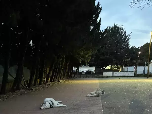 「嘘みたいだろ…」 ドッグランにハスキーを連れていくと？　「笑った」「拾っていいですか」