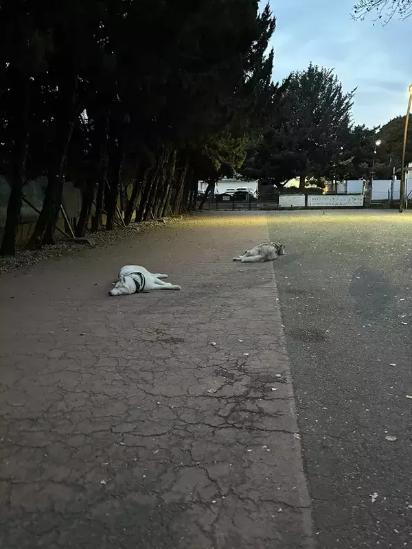 「嘘みたいだろ…」 ドッグランにハスキーを連れていくと？　「笑った」「拾っていいですか」