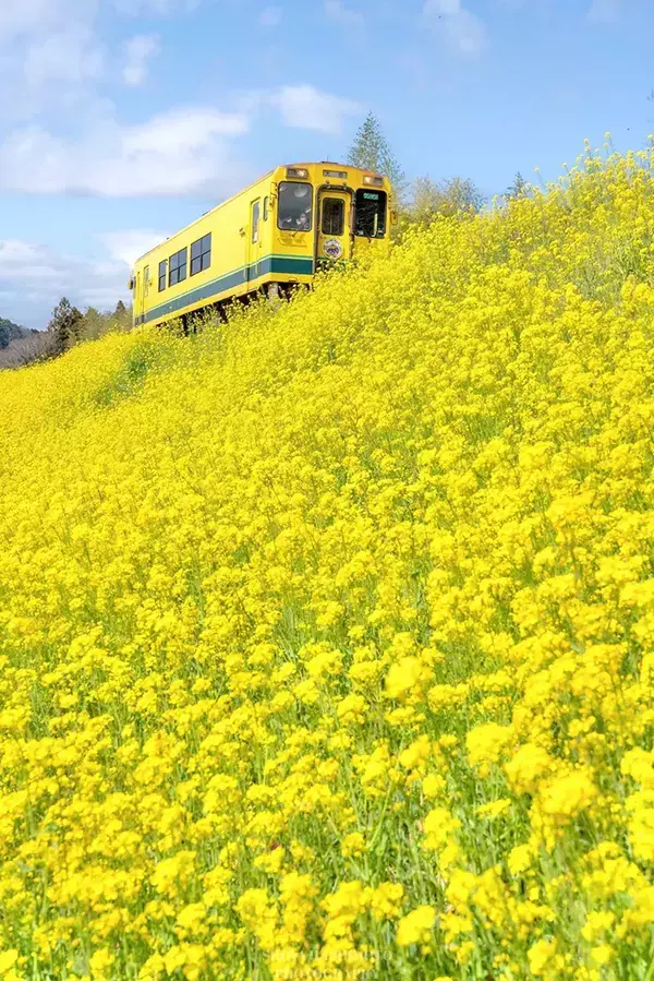 咲き誇る鮮やかな菜の花　その中を走るのは…　絶景写真に「夢に出てきそうな風景」「喜びと希望を与えてくれる」