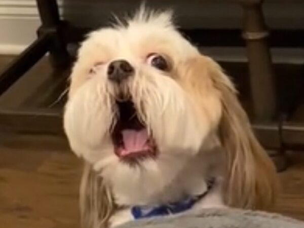 「乗せてぇー！」　ベッドに乗りたい犬の『アピールの仕方』に350万人が爆笑「笑いすぎて涙出た」