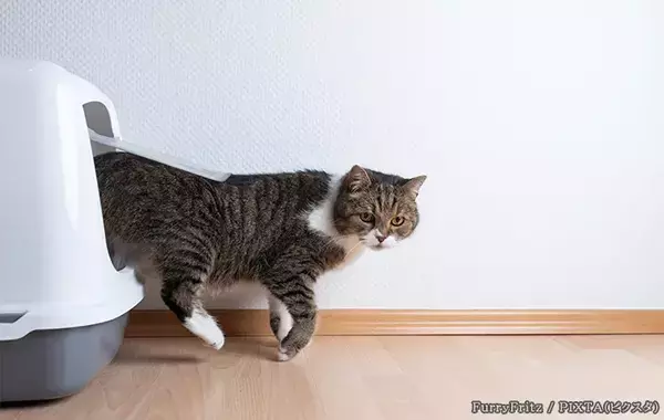 TOTOに聞いた！　ペットのうんちは、自宅のトイレで流しても大丈夫なの？