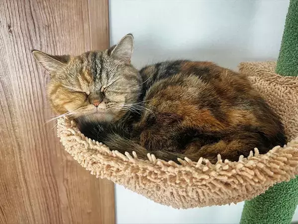 飼い主「引きこもり猫」　ハンモックつきのキャットタワーを買ったら…？