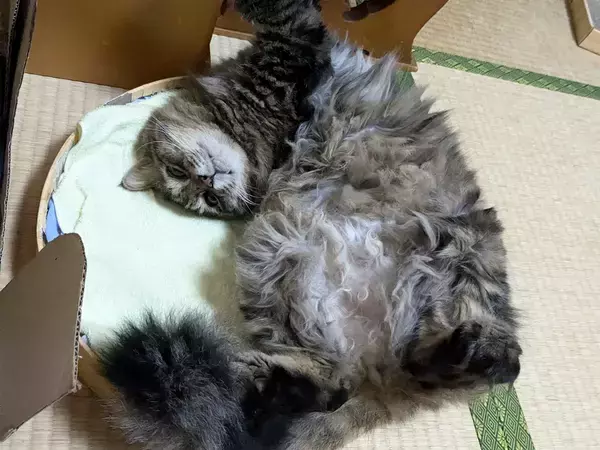 できるだけ毛を取り除いて！　クリーニング店が教える『洗濯機フィルター』の詰まりを防ぐ方法