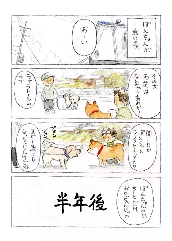 近所のラブラドールと仲良くなった柴犬　その半年後…「心が溶けた」「好きすぎる」