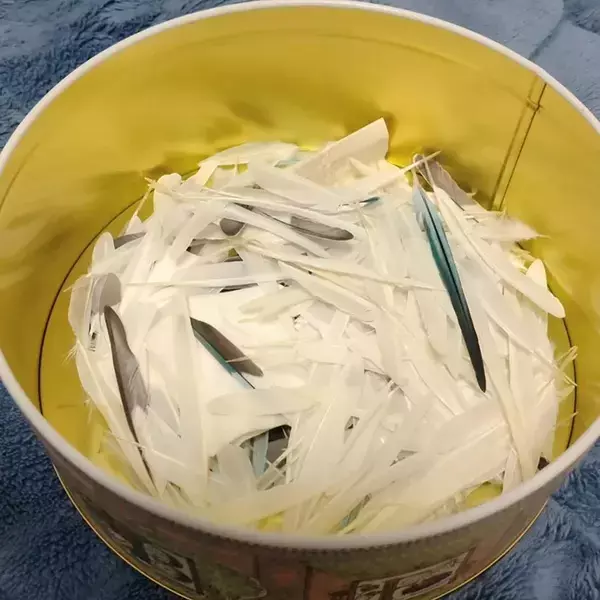 インコからの『プレゼント』　飼い主が大切にする箱の中身が…【エッセイ漫画】