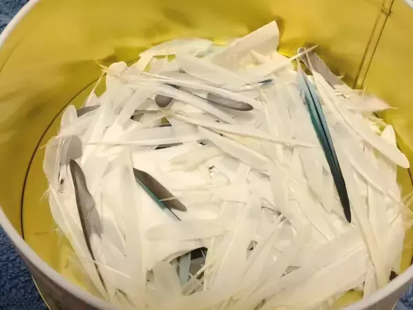 インコからの『プレゼント』　飼い主が大切にする箱の中身が…【エッセイ漫画】