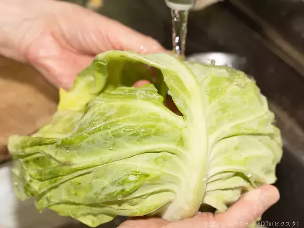 包丁は使わずに…　キャベツをシャキシャキ食感にする方法【元調理師のコツ】