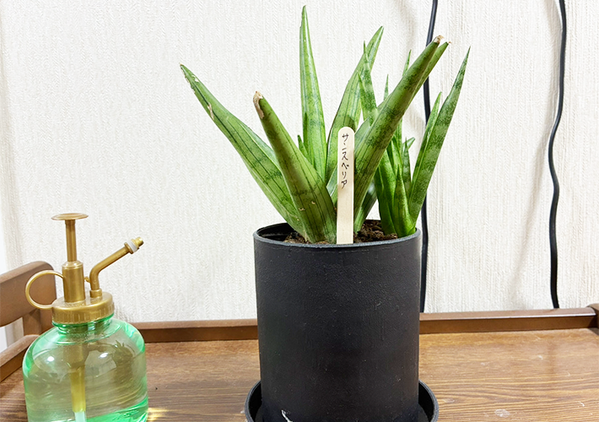 もう捨てられない！　『アイスの棒』の驚きの活用テクに「考えた人天才」「発想の勝利」【活用法3選】