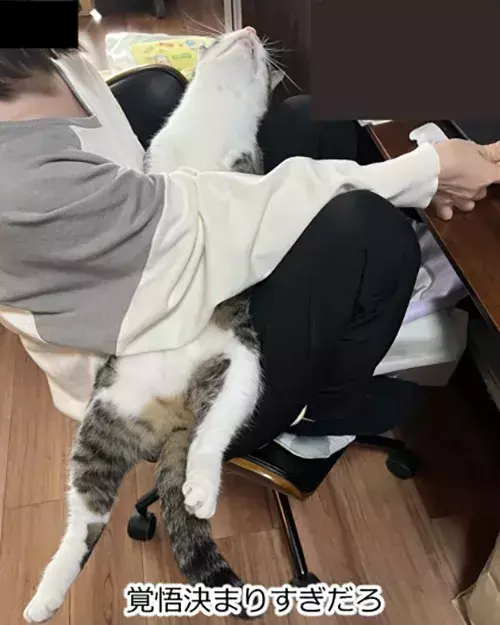 飼い主「そいつ捕まえてー！」　愛猫の表情に「爆笑」「光がなくなってる…」