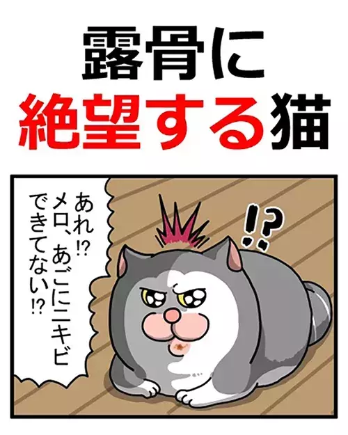 飼い主「そいつ捕まえてー！」　愛猫の表情に「爆笑」「光がなくなってる…」