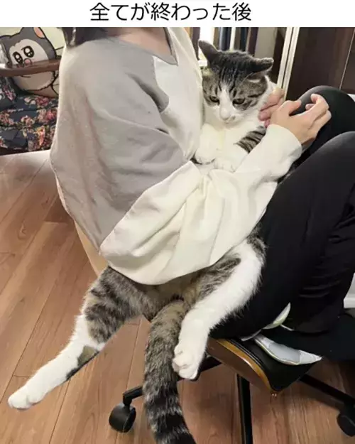 飼い主「そいつ捕まえてー！」　愛猫の表情に「爆笑」「光がなくなってる…」