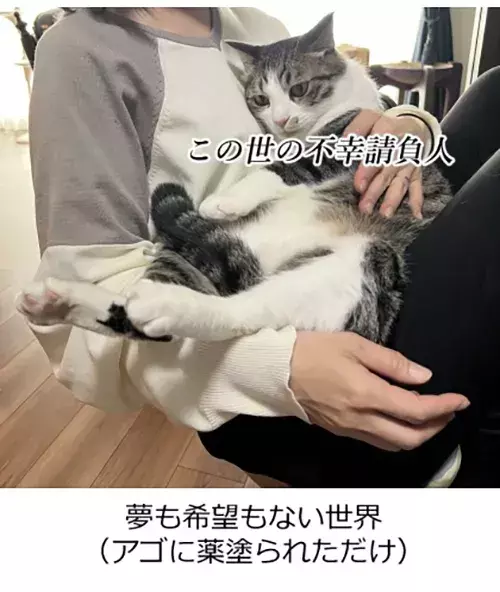 飼い主「そいつ捕まえてー！」　愛猫の表情に「爆笑」「光がなくなってる…」