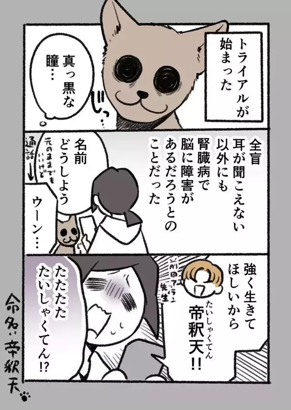 「涙が出た」「尊敬しかない…」　体が不自由な高齢猫を引き取った深いワケとは？