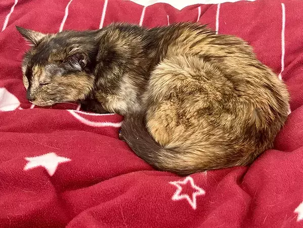 「涙が出た」「尊敬しかない…」　体が不自由な高齢猫を引き取った深いワケとは？