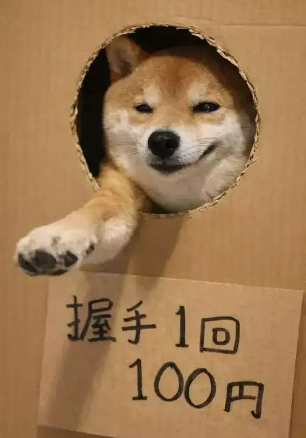 『握手を1回100円』にした柴犬　表情に「朝一で並びます」「喜んで課金する」