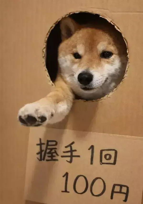 『握手を1回100円』にした柴犬　表情に「朝一で並びます」「喜んで課金する」
