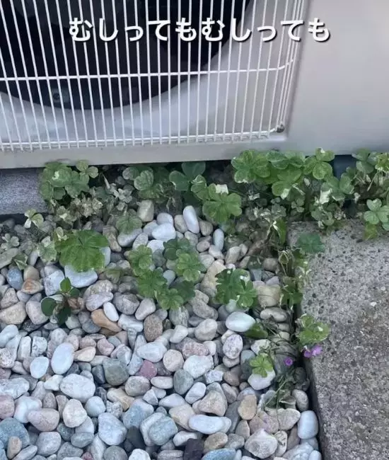 雑草に『熱湯』をかけると…？　4日後の変化に「知らなかった」「除草剤いらず」