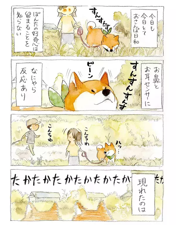 散歩中、突然フリーズした柴犬　視線の先の『相手』が…「真剣勝負？」【漫画】