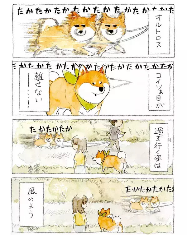 散歩中、突然フリーズした柴犬　視線の先の『相手』が…「真剣勝負？」【漫画】