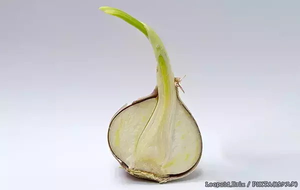 保存中に芽が出たニンニク、食べても問題ない？　専門家に聞いた正しい対処法