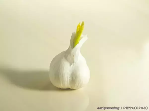 保存中に芽が出たニンニク、食べても問題ない？　専門家に聞いた正しい対処法