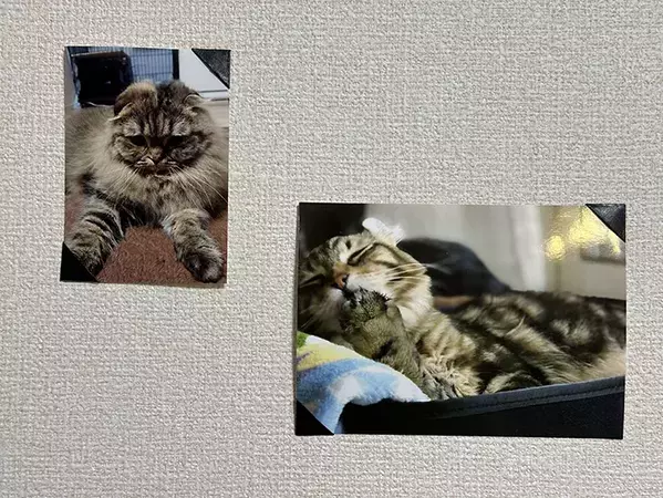 使うのはマスキングテープだけ！　壁に穴を開けず写真を飾る裏ワザに「おしゃれでビックリ」