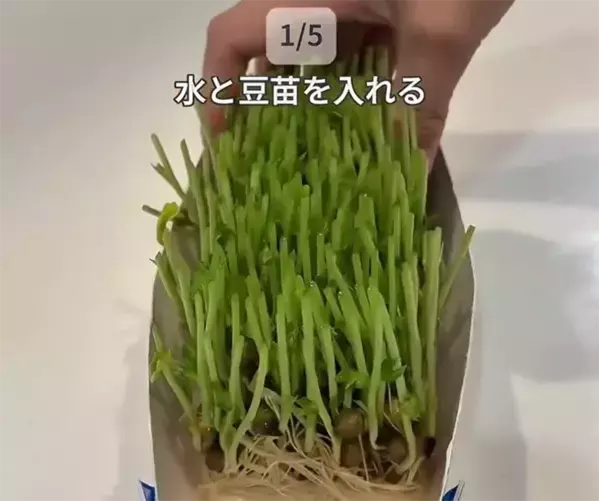 「豆苗のケースは意外」 洗い物と手間を減らす牛乳パックの裏ワザ