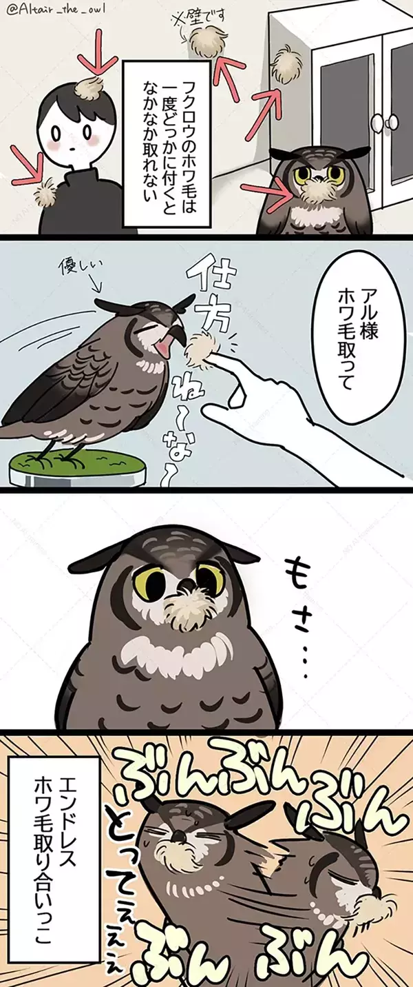 「すごく分かる」付着したミミズクの毛を取ろうとしたら？　微笑ましい一幕を漫画で描く【エッセイ】