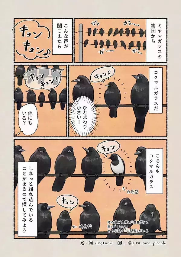 ミヤマガラスの大群の中に…　しれっと紛れた白黒の個体に「へえええ！」【動物エッセイ漫画】
