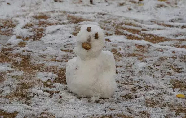 滅多に雪が積もらない地域　子供たちが作った『雪だるま』の表情に吹き出す