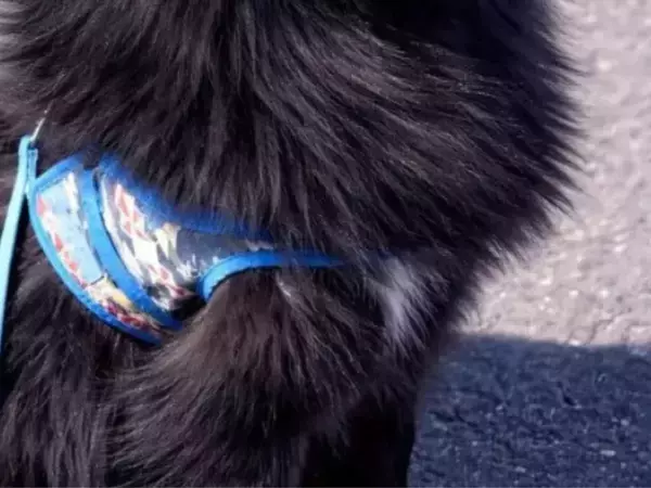 ポメラニアンが見せた『野生の姿』　凛々しい1枚に「ギャップがたまらない」