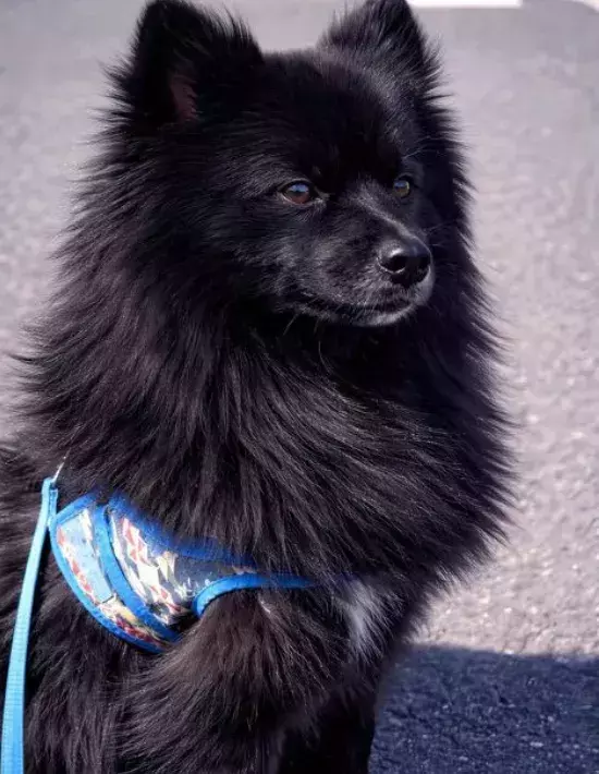 ポメラニアンが見せた『野生の姿』　凛々しい1枚に「ギャップがたまらない」