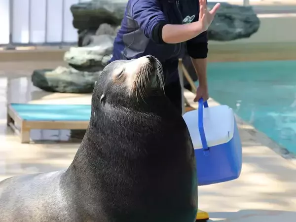 水族館でアシカのイベントが中止に　その理由に「面白すぎる」「なら仕方ない」